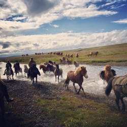 Islandreise 2018 - Pferde- und Schafabtrieb